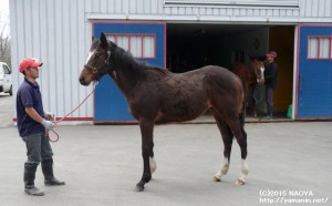 1歳時のヤマニンワイバーン