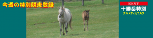 今週の特別競走登録･テルメディカラカラ