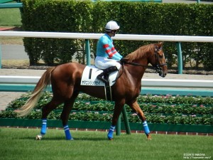 ヤマニンリュウセイ・デビュー戦本馬場入場