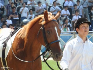 ヤマニンリュウセイ・デビュー戦のパドック