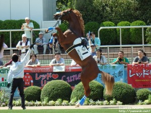 ヤマニンリュウセイ・デビュー戦のパドック