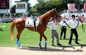 ヤマニンリュウセイ・デビュー戦のパドック