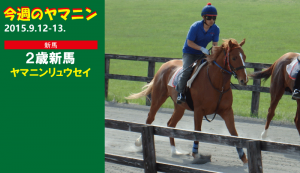 今週のヤマニン・ヤマニンリュウセイ