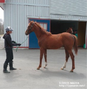 1歳時のヤマニンシルフ