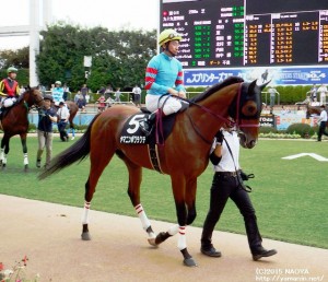 九十九里特別・パドックのヤマニンボワラクテ