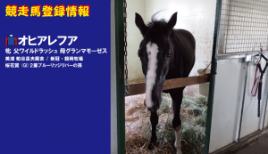 競走馬登録・オヒアレフア
