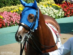 2歳未勝利･ヤマニンリュウセイ