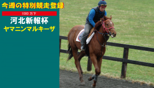 特別競走登録・ヤマニンマルキーザ
