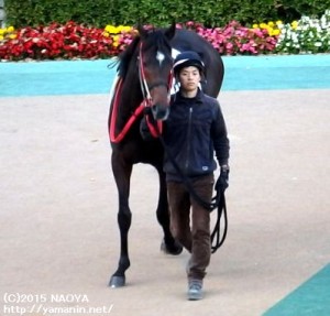 パドックのヤマニンマンドール