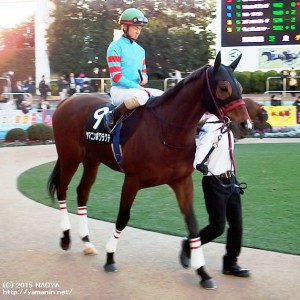 グレイトフルSのヤマニンボワラクテ