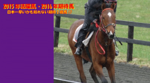 2015年活躍馬・2016年期待馬