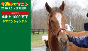 今週のヤマニン･ヤマニンシャンデル