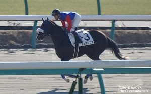 ３歳未勝利・オヒアレフア