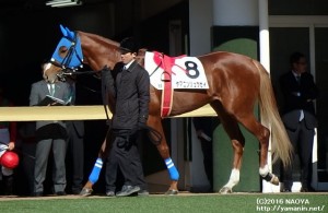 3歳未勝利･ヤマニンリュウセイ