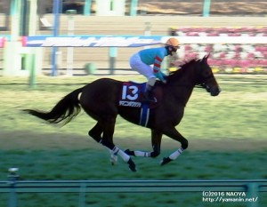 AJCC・本馬場入場のヤマニンボワラクテ