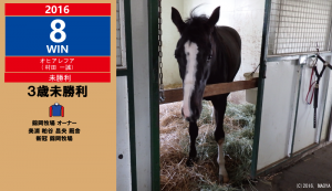 2016年8勝目・オヒアレフア