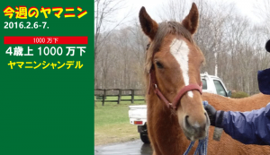 今週のヤマニン・ヤマニンシャンデル