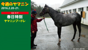 今週のヤマニン・ヤマニンプードレ