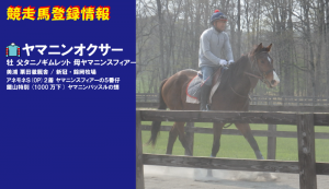競走馬登録・ヤマニンオクサー