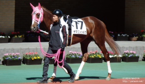 ３歳未勝利・ヤマニンシルフ