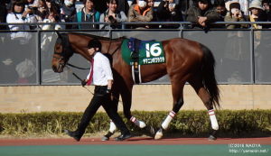 中日新聞杯 パドック・ヤマニンボワラクテ