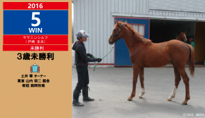 2016年５勝目・ヤマニンシルフ