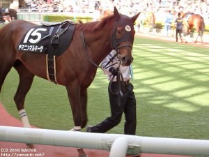 福島メインのパドック・ヤマニンマルキーザ
