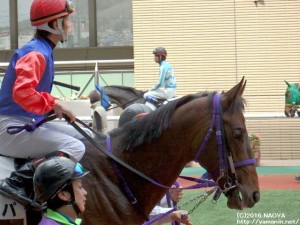 パドックのヒパヒパ