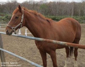 出迎えてくれたヤマニンキングリー