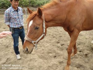 穏やかそうなヤマニンキングリー