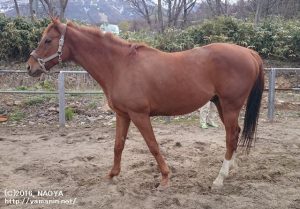 馬体もふっくらしてきたヤマニンキングリー