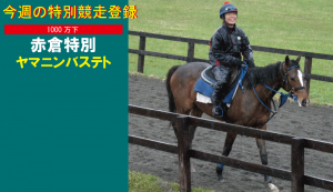 今週の特別競走登録・ヤマニンバステト
