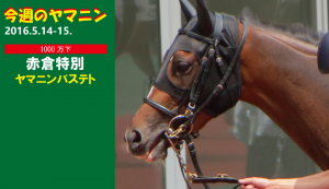 今週のヤマニン・ヤマニンバステト