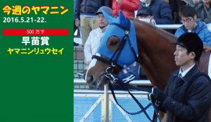 今週のヤマニン・ヤマニンリュウセイ