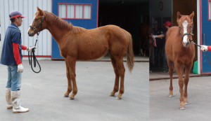 1歳時のヤマニンロスター