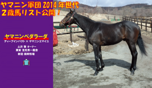 20160530_2歳馬たち