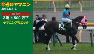 今週のヤマニン・ヤマニンアリエッタ