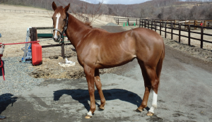 CRステーブル時代のヤマニンシーベリー