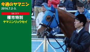 今週のヤマニン・ヤマニンリュウセイ