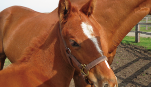 カメラ目線の仔馬