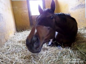 育成時代のヤマニンイリザブル