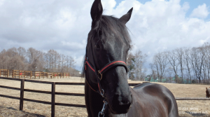 CRステーブルで育成中のアーリープライズ