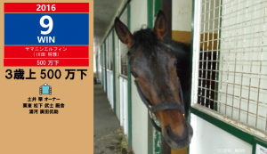 2016年9勝目・ヤマニンエルフィン