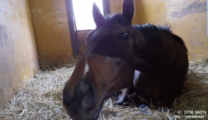 育成時代のヤマニンイリザブル