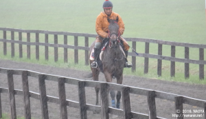 育成時代のヤマニンイリザブル