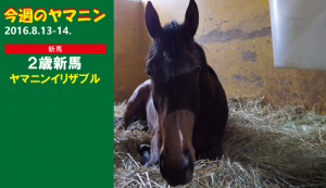 今週のヤマニン・ヤマニンイリザブル