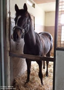 育成時代のヤマニンゲイナー