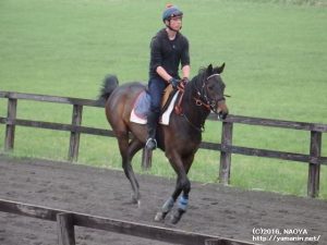 育成時代のヤマニンアンプリメ