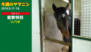 今週のヤマニン･リノリオ