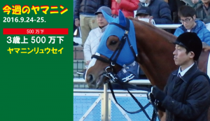 今週のヤマニン･ヤマニンリュウセイ